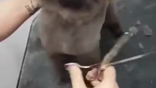 Puppy dancing to music while getting haircut