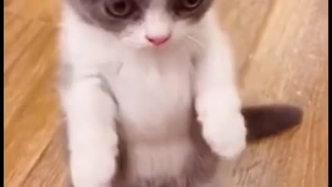 OMG 😮😮 So Funny Baby Cats #2