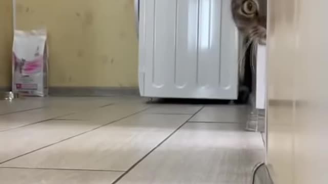 Cat 😺😺 funny 🤣🤣🤣 video