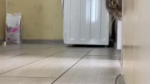 Cat 😺😺 funny 🤣🤣🤣 video