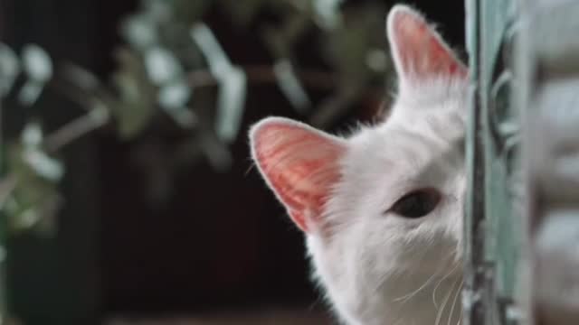 Cats are really cute pet in the world.