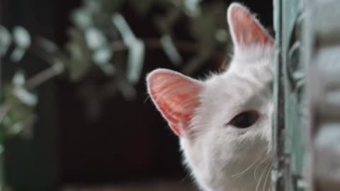 Cats are really cute pet in the world.