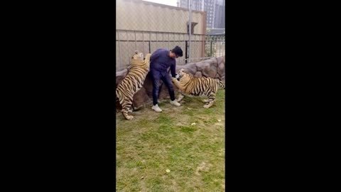 2 Cheetahs Playing with Man