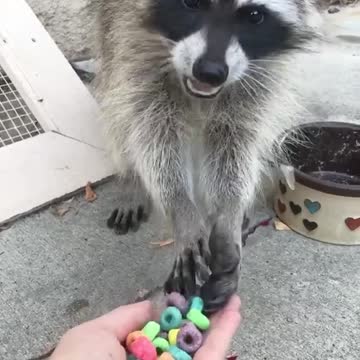 smart raccoon