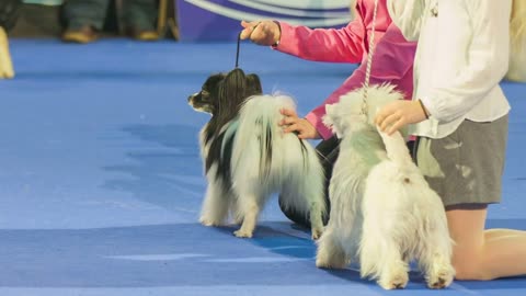 Exhibiting dogs at showroom. Two female person bring their small dogs by holding them at tail