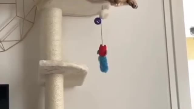 Cat - flying cat