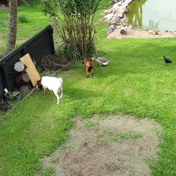 Goosey goosey can I have some bread