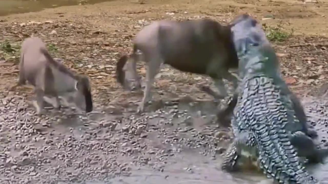 Lion vs 🐊fighting