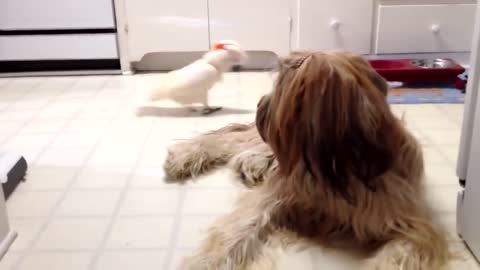 A parrot raised by a dog