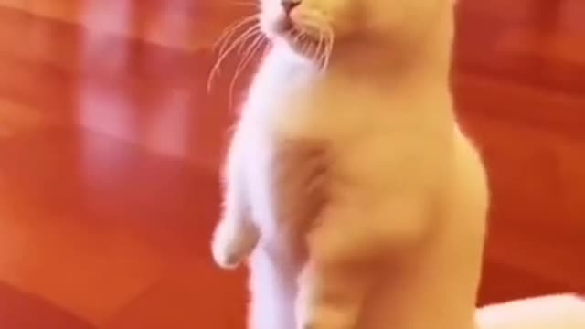 Cat_comedy_video___funny_cat_%F0%9F%A4%A3%F0%9F%98%82%F0%9F%98%82_%23short_%23cat