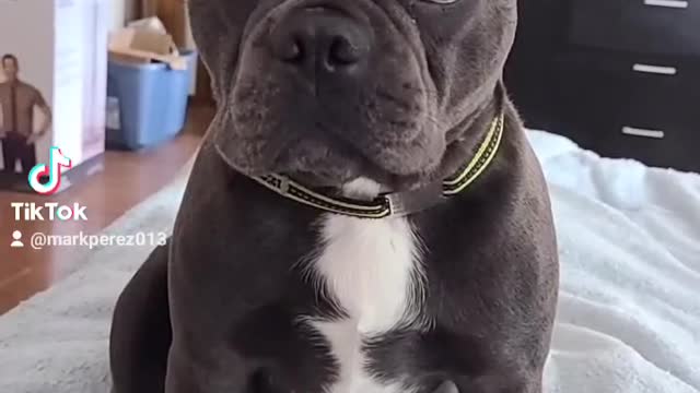 Dog or Rabbit ?