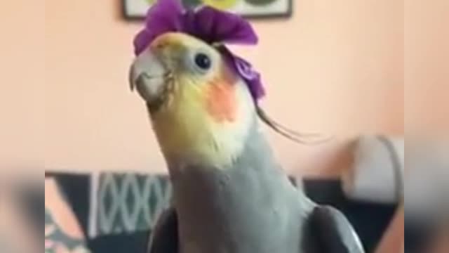 Parakeet Siging 🦜
