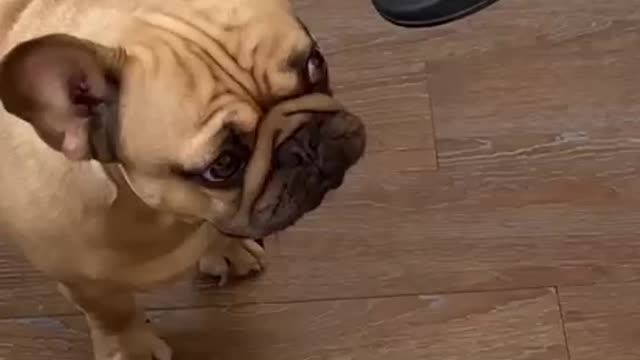 Cute dog funny moments 🤣🤣|| Funny video 😂🤣