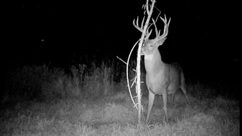 Big Iowa tree shredder