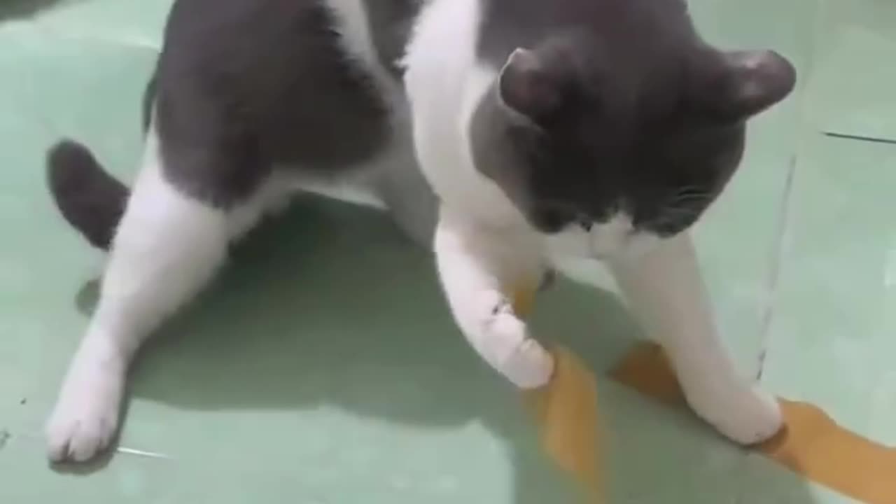 Very funny Chinese cat