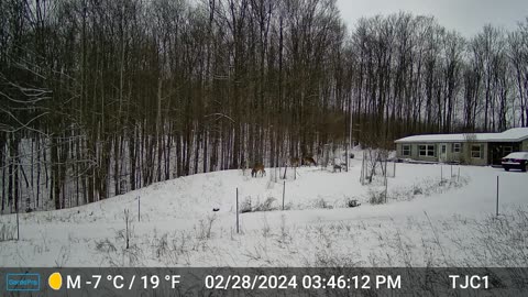 Deer on the Hill 1