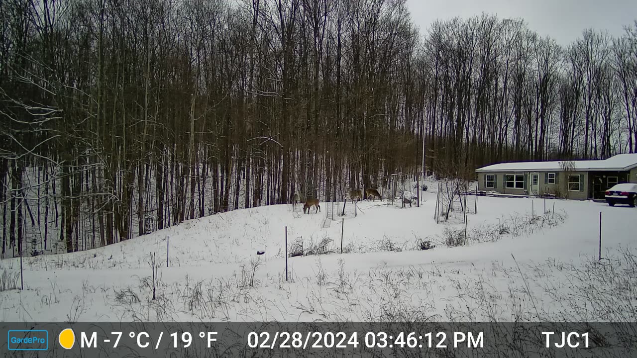 Deer on the Hill 1