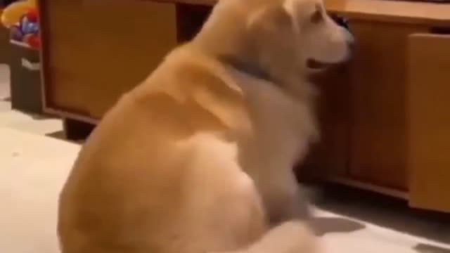 golden retriever funny moments 🤣 #dogsvideo #dog #funny