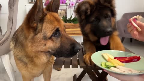 Impatient Baby Puppy and German Shepherd Reviews Food