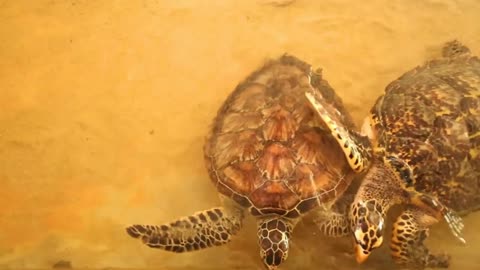 Baby turtles swimming in pool at Kosgoda Lagoon Turtle hatchery