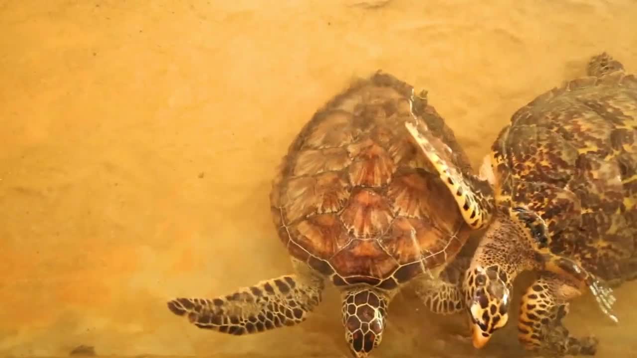 Baby turtles swimming in pool at Kosgoda Lagoon Turtle hatchery