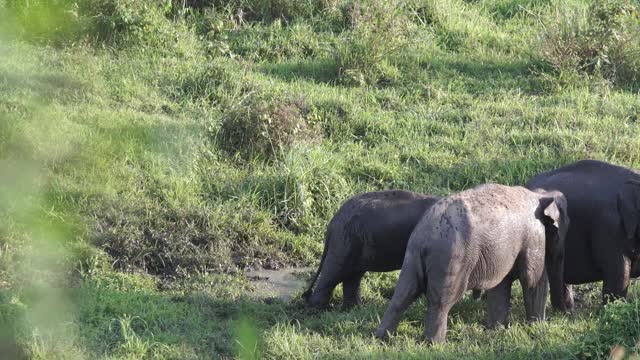 A family of elephants wandering by the pool