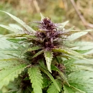 Каматозница Марихуана