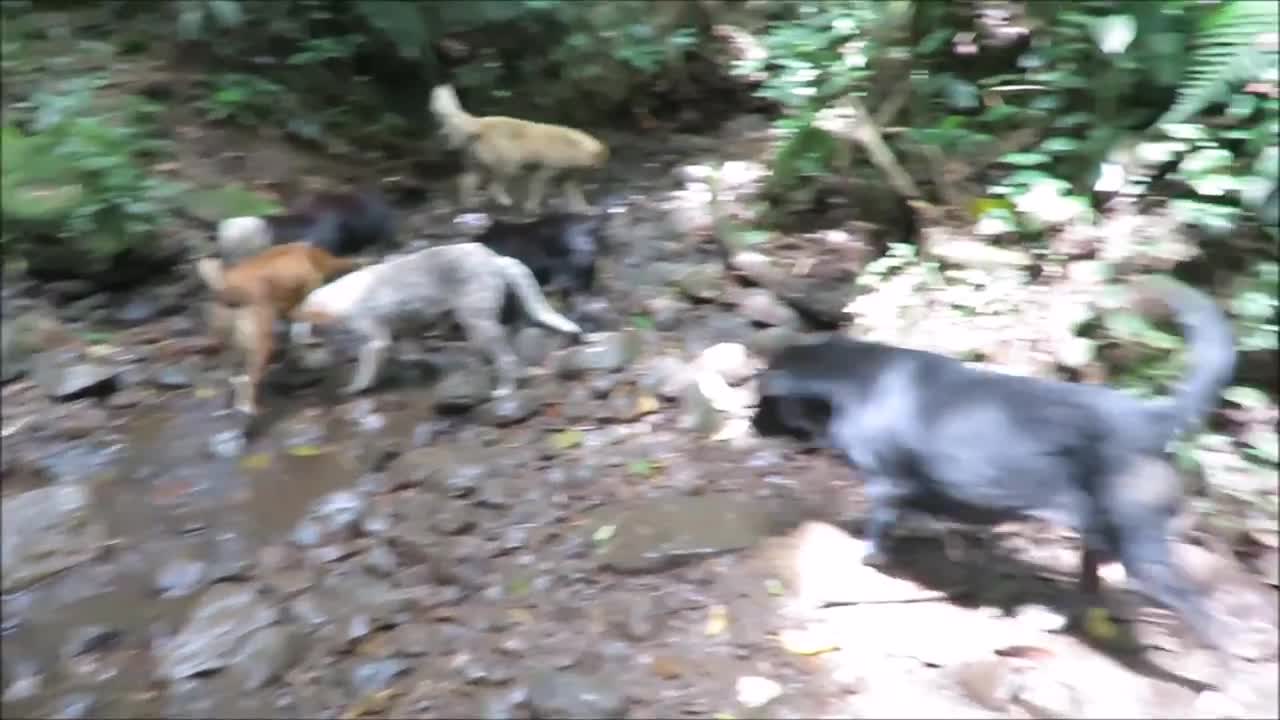More than 750 rescued dogs roam free in the mountains of Costa Rica.