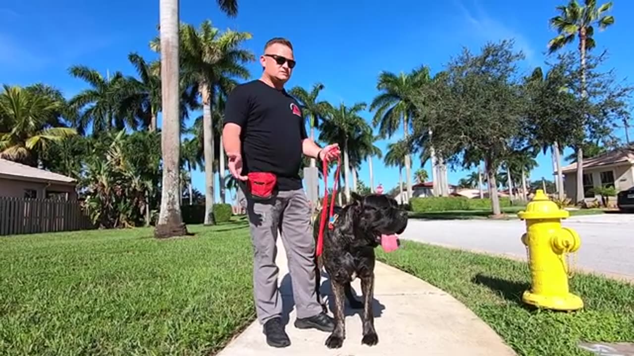 CANE CORSO - SHOULD YOU GET ONE?! Part 1 .