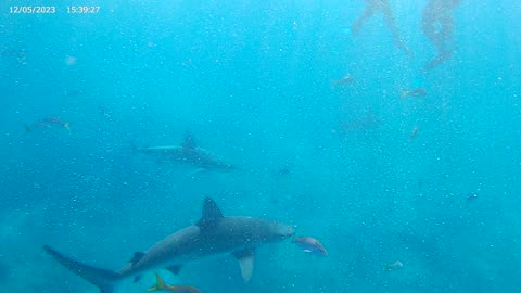 Bimini Bahamas Shark Snorkel 12-22-2023