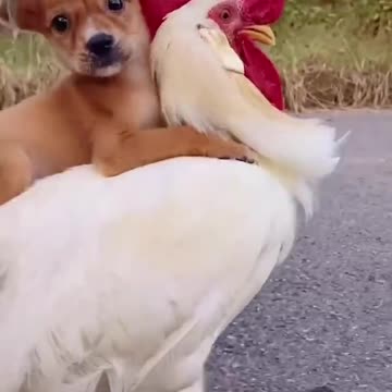 VIRALL...a chicken who really loves his little dog