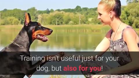 10 Top- Essential but basic Dog commands Every Dog Should Know!