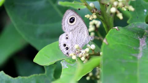 Butterfly HD Close up