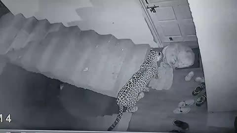 Leopard attack on my neighbours dog (Original)
