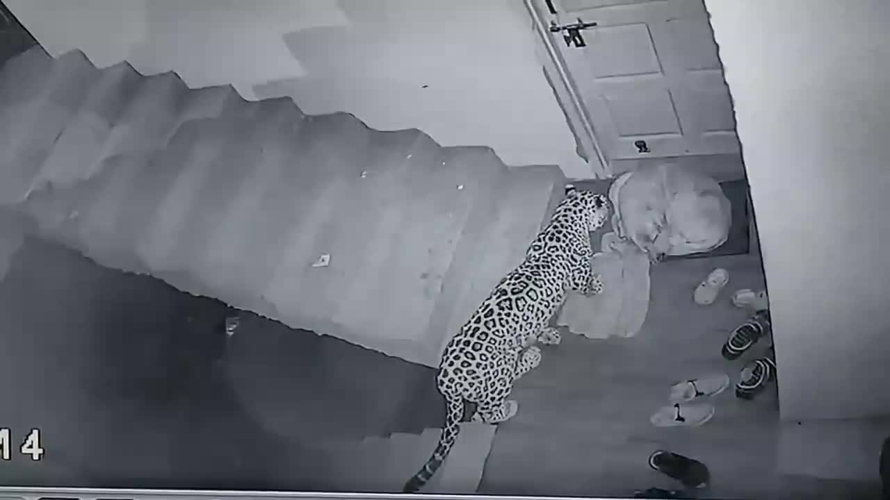 Leopard attack on my neighbours dog (Original)