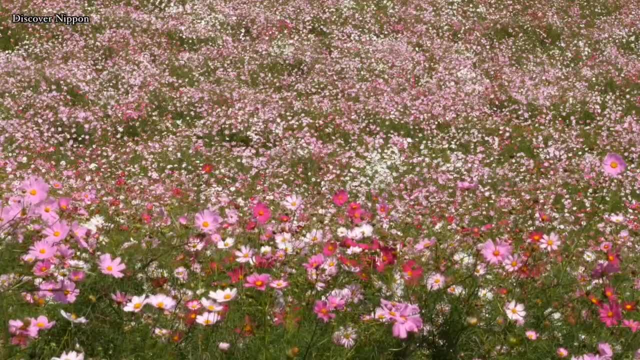 Wild chrysanthemums in the mountains