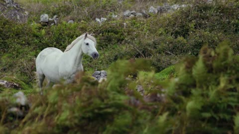 A White Horse in an Open Field | حصان أبيض في حقل مفتوح