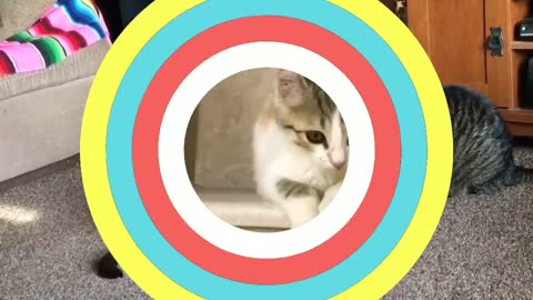 Funny cats _ Funny cats and kittens videos 2022 #52