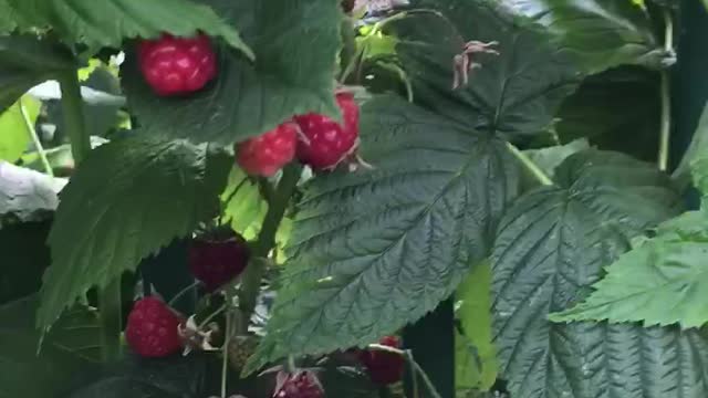 Raspberry picking