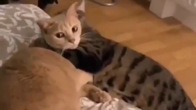 Stop Taking Video Cat sweet Funny scene