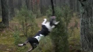 Crazy Spinning Dog