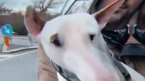 Baby Dogs Cute and Funny Dog Videos Puppy Dogs Compilation
