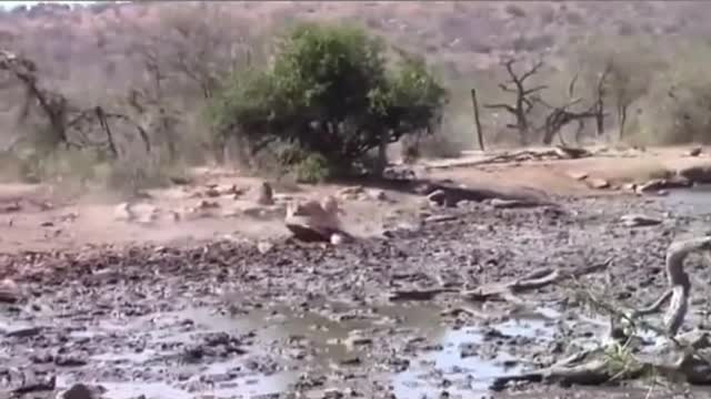 The lion, the king of beasts, struck fast and hard
