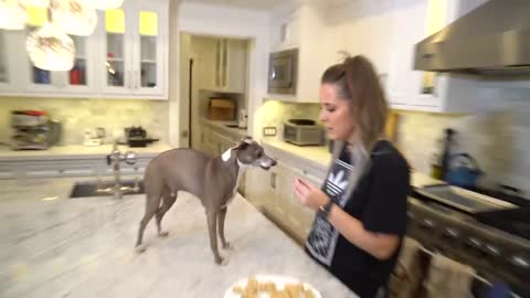 Making Homemade Dog Treats for your Dog