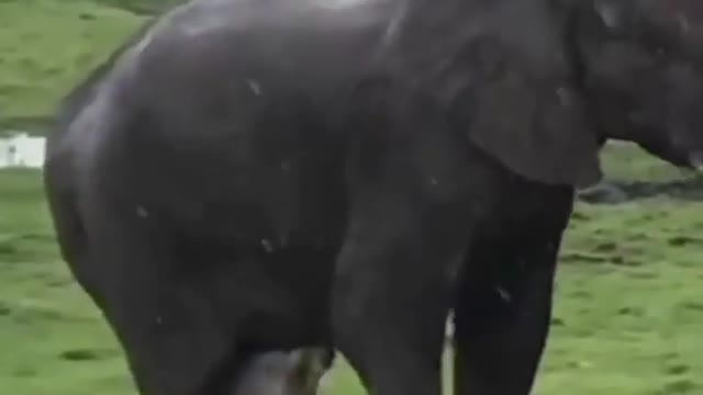 Elephant 🐘🐘🐘🐘