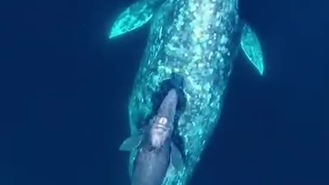 Although the sea is big, mother and son are no longer lonely #ocean #whale