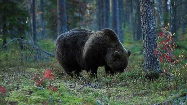 Beautiful images of bears in the forest
