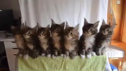 orchestrated funny kittens