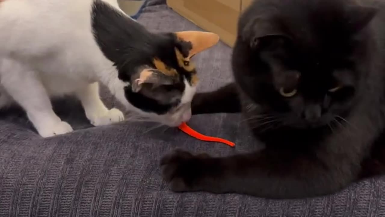 Fun with cat 🐈⬛🐈⬛