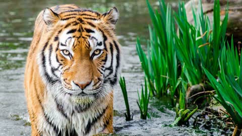 tiger is standing on water